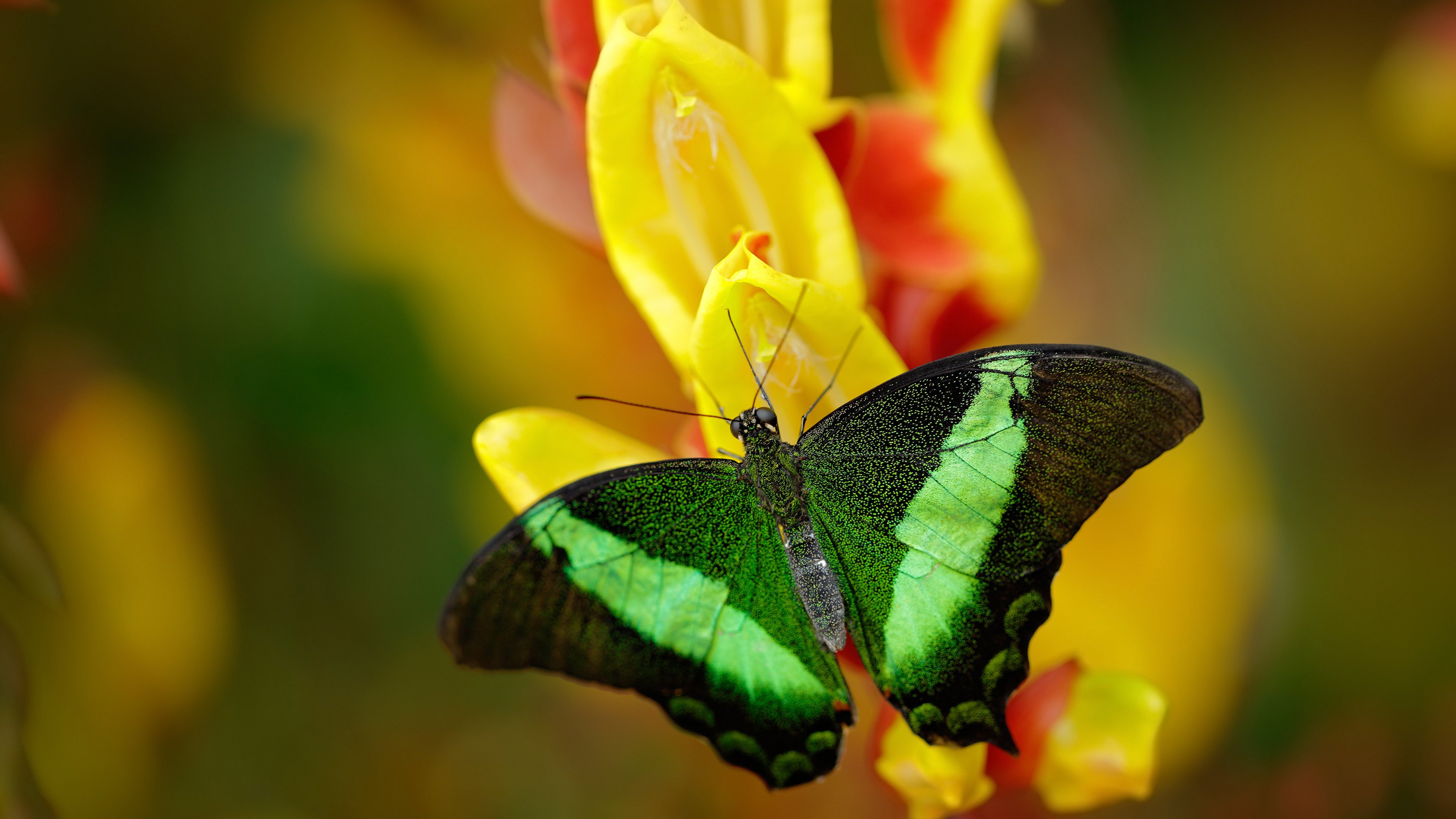 极速狂飙与终场哨响,F1争冠战幕后的浙江队轻取公牛