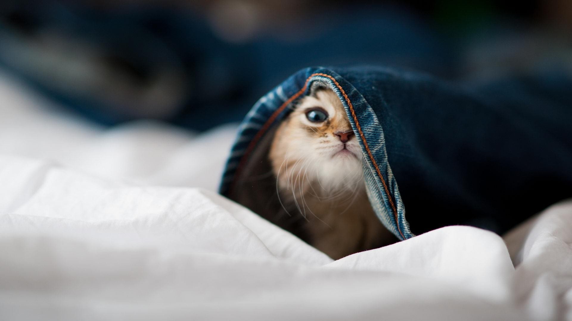 开云体育平台APP-绿茵铁卫鸣枪银箭，德里赫特点燃F1揭幕战之夜