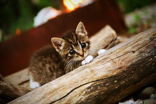 中北美惊雷!2026世界杯最意外的霸权之战—当墨西哥红土高原臣服于亚特兰大的钢铁洪流