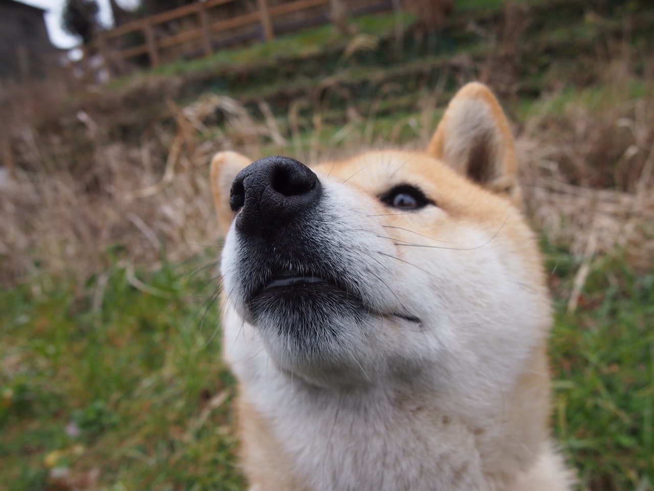一役一梦,从新疆的钢铁洪流到文班亚马的未来纪元