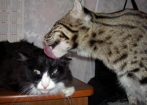 孤舟撕裂南十字星，楚阿梅尼如何以一己之力定义日澳之战