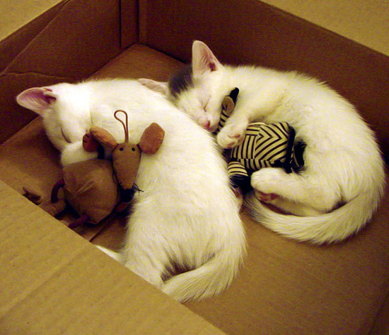 绝境之光，文班亚马以攻防转换擎起火箭钢铁苍穹，生死战力克天山雄鹰