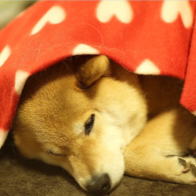 逆袭的节奏，从拉各斯到伦敦，冠军之心如何炼成