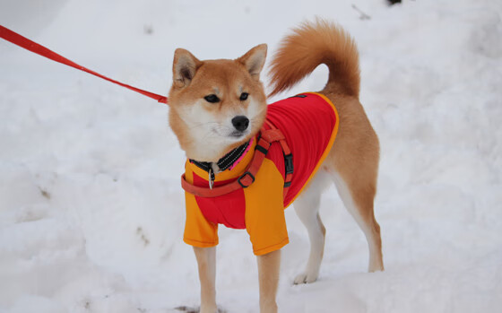 绝境狂澜,哈登6.8秒终极审判,掘金生死战掀翻北京矩阵