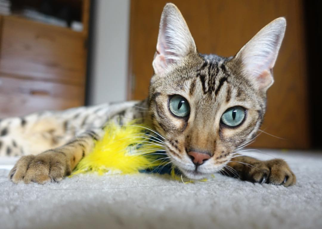 开云体育-精密运行的投篮机器，当英格拉姆把稳定变成一种唯一