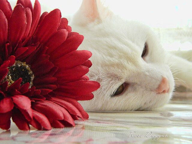 唯一火力压制，多特蒙德在东决关键焦点战中完胜雷恩