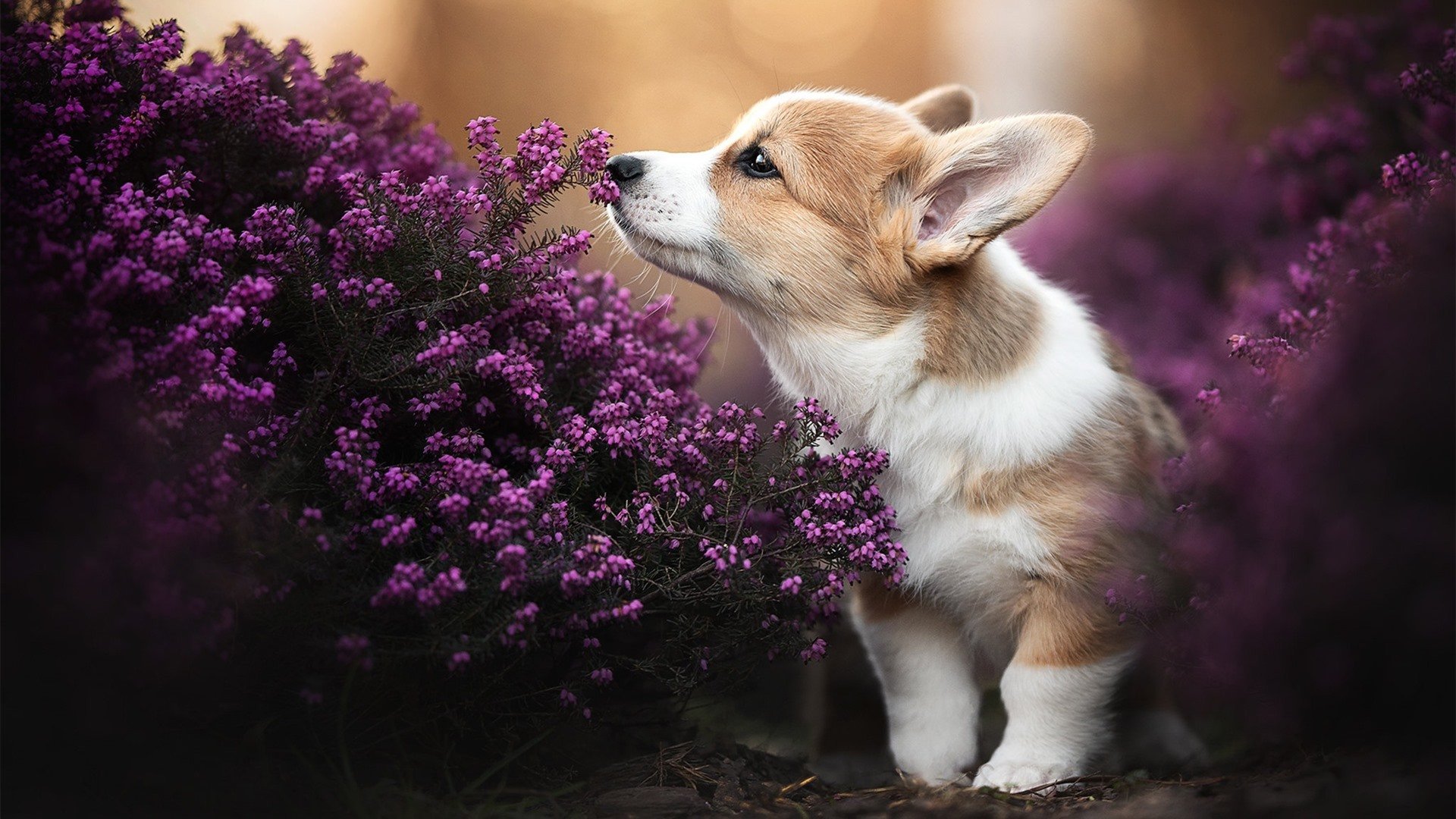 开云体育中国-冰岛维京防线告急，那不勒斯的奥运周期试金石
