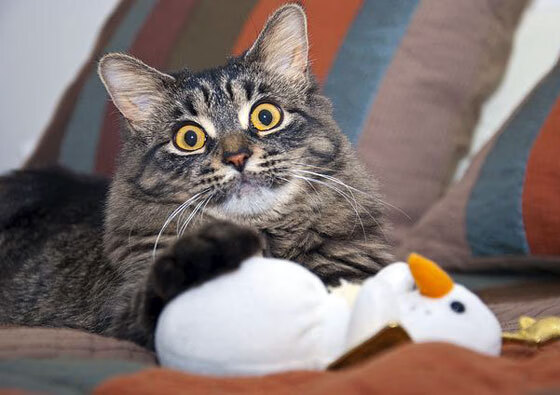 双面王冠，绿茵场与外交场的统治力对位