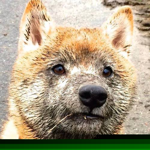 开云sport-冰与火之歌，活塞关键战突围深圳队，切特在德甲争冠战接管比赛