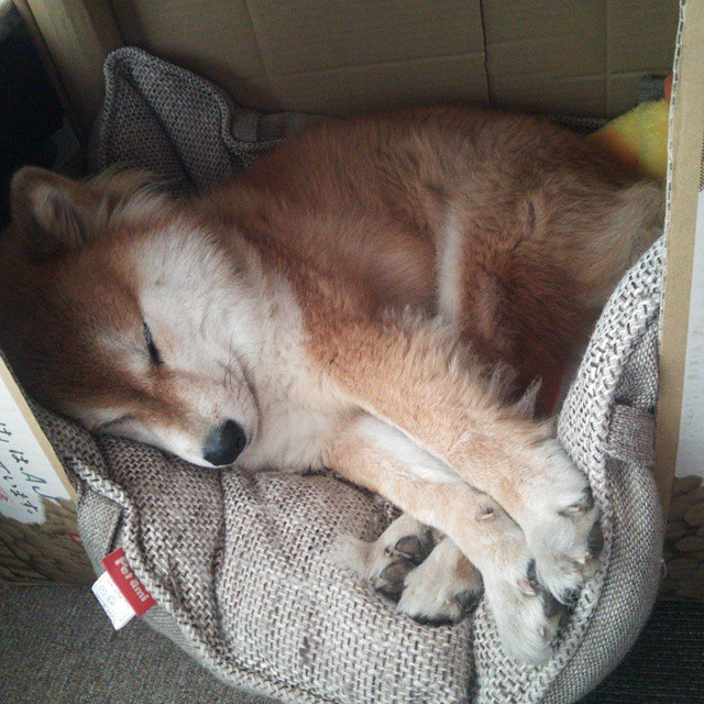 跨越时空的对决,西决式生死战,日本如何正面击溃巴黎?