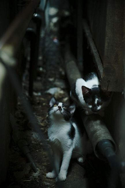 开云体育app-时空折叠的预言，从吉林轻取鹈鹕，到2026年福克斯的世界杯接管