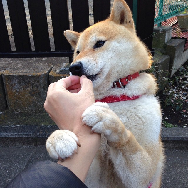 开云体育登录-冰与火的较量，芬兰链式防守如何窒息爱尔兰，凯塞多上演单骑救主